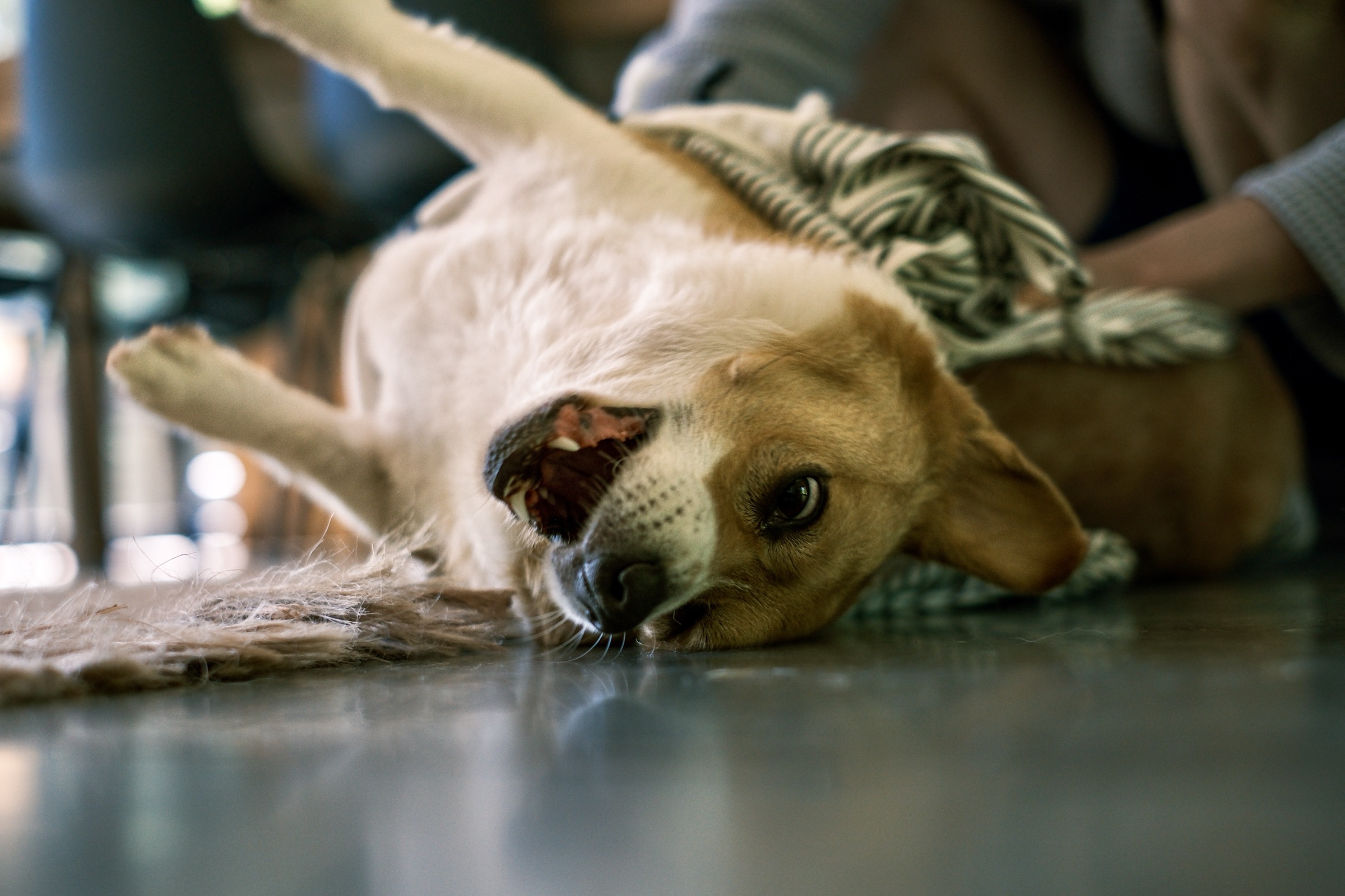 Dog relaxing on the floor