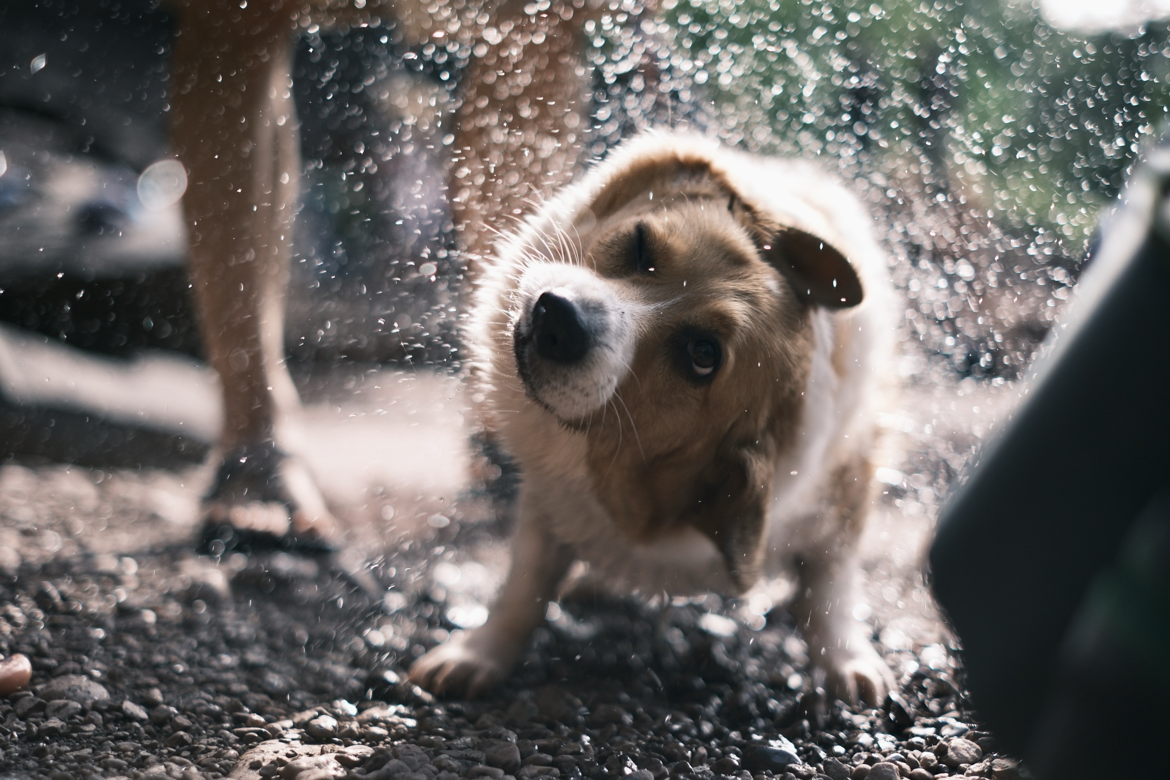 Dog shaking off water