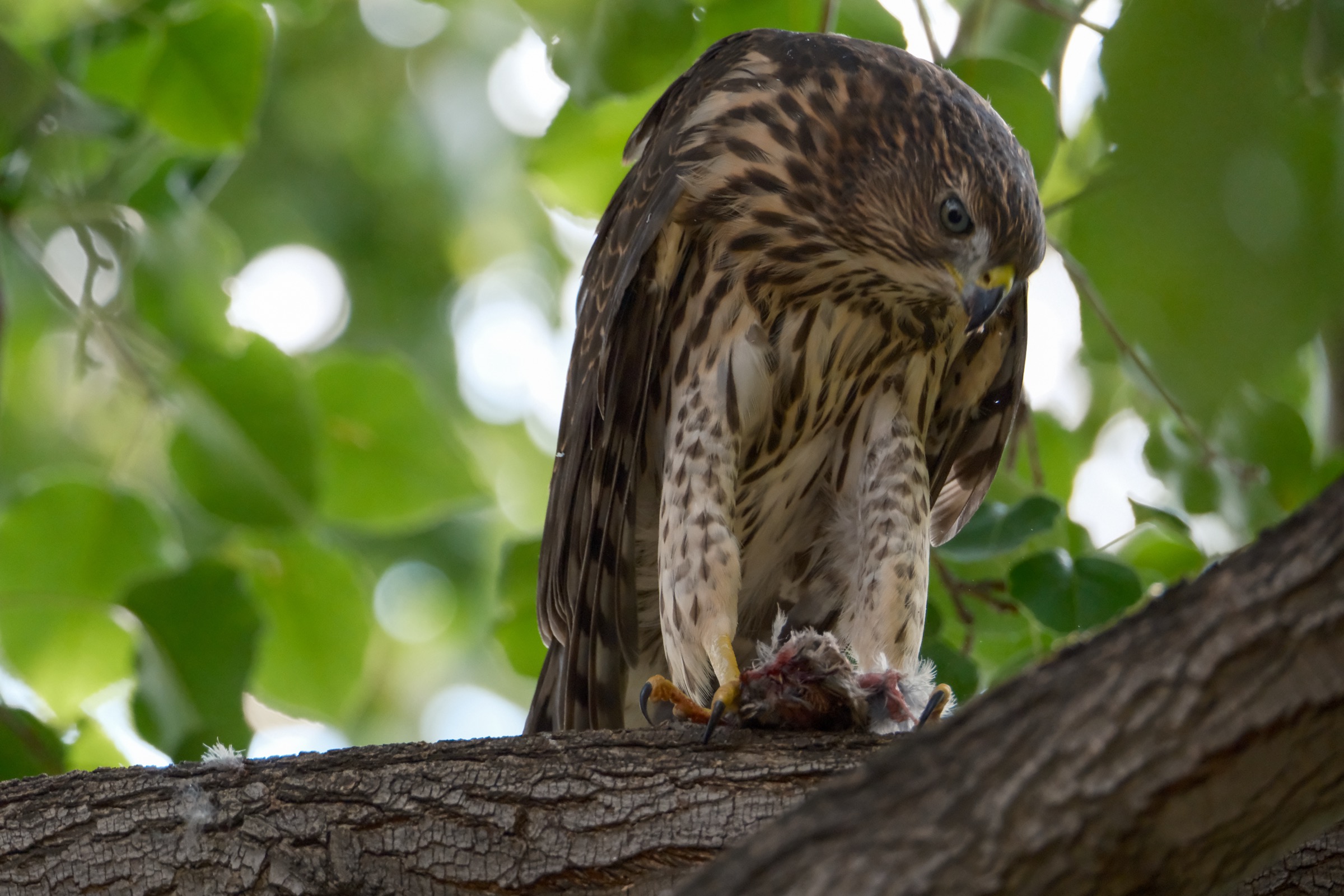 Hawk feeding