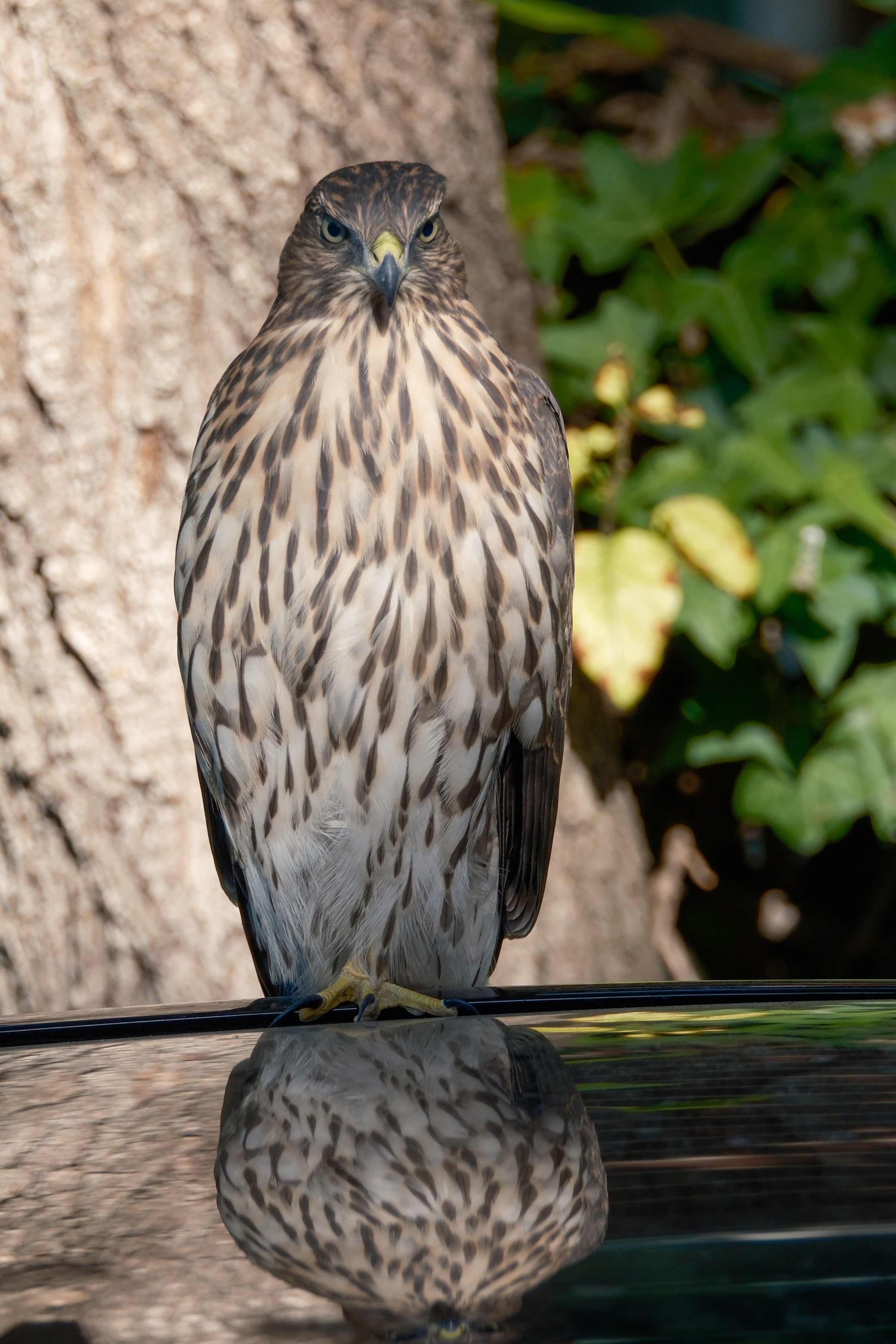 Hawk portrait