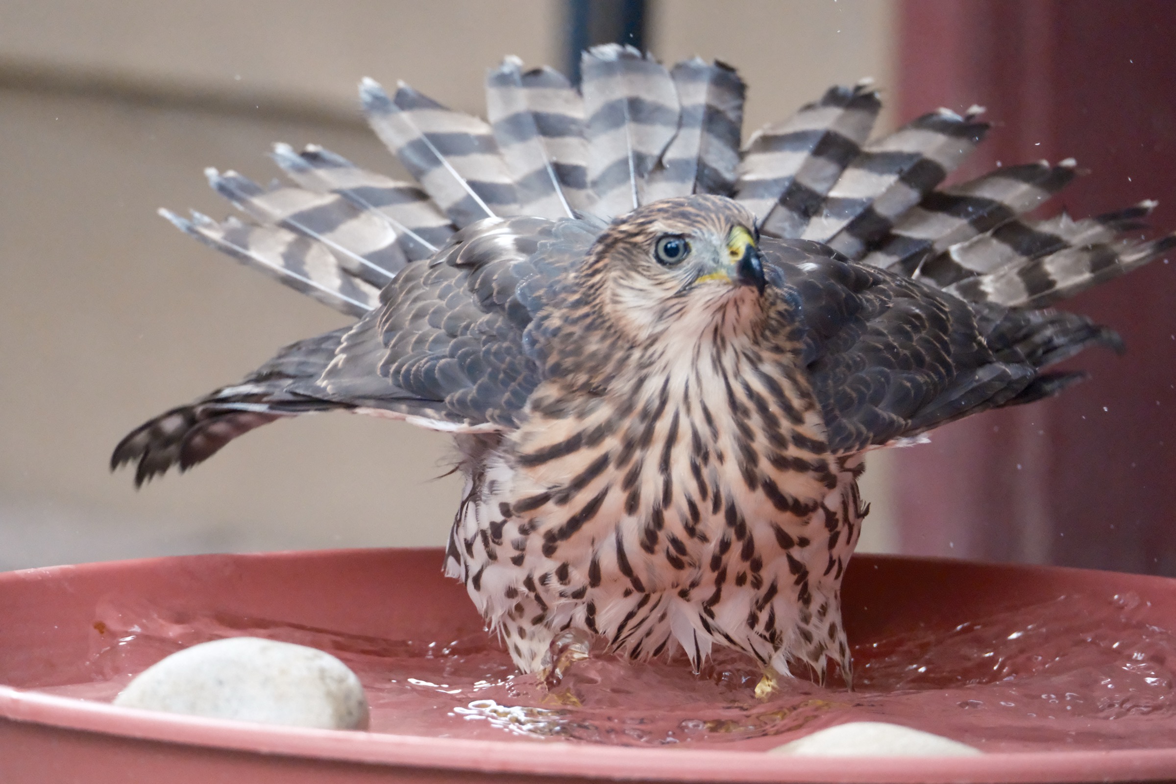 Hawk with fanned tail