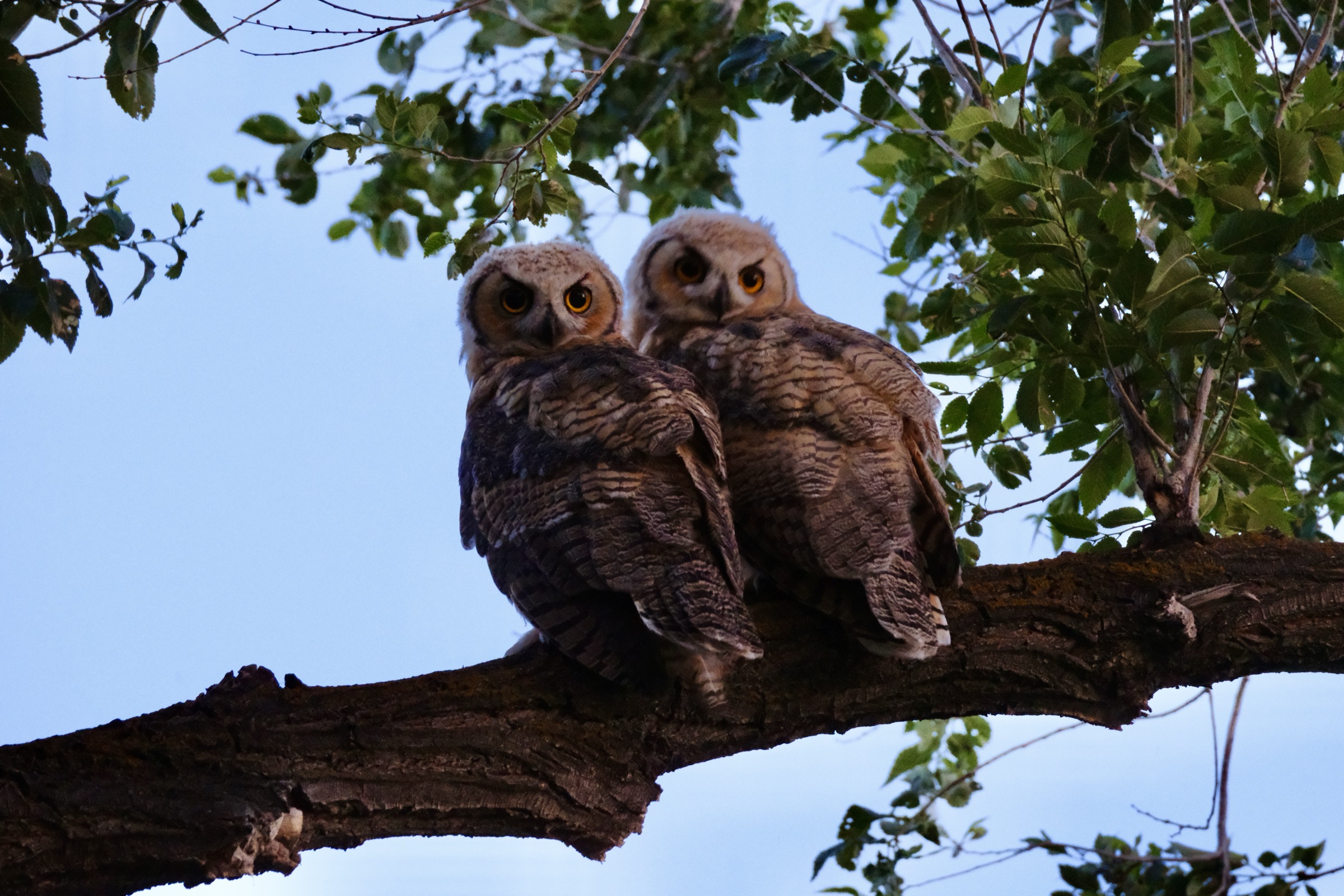 Owlets at blue hour