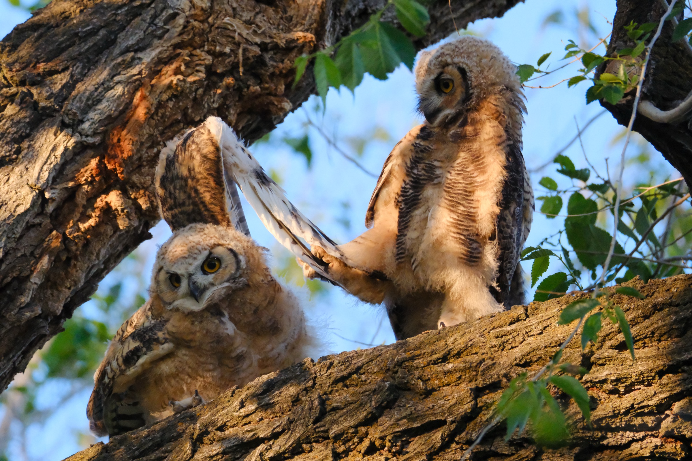 Owlets spreading wings