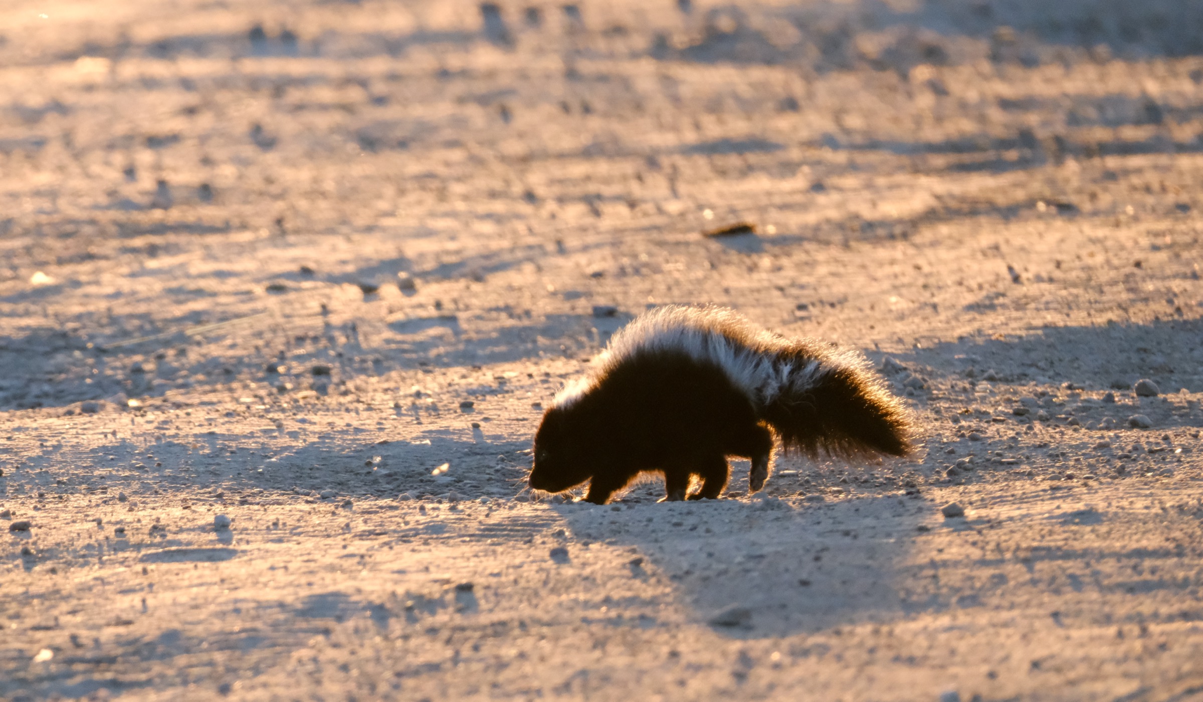 Skunk at sunset