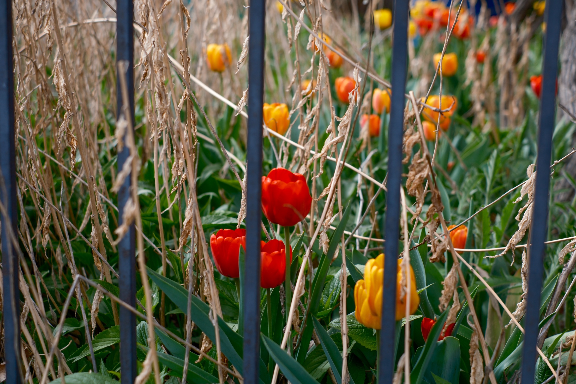 Tulips along a fence